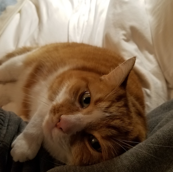 My Cats 𓃠🧡🧡𓃠 - Picture 7 of 16